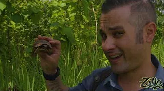 Zilla Beyond The Glass 