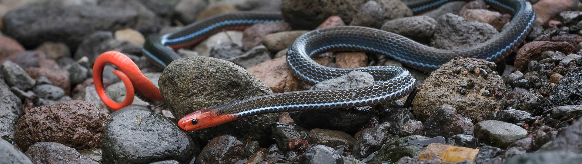 Zilla Beyond the Glass Header Image