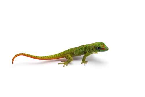 Zilla 6 types of pet geckos blog post - madagascar day gecko