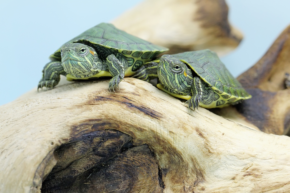 shutterstock_2137676291