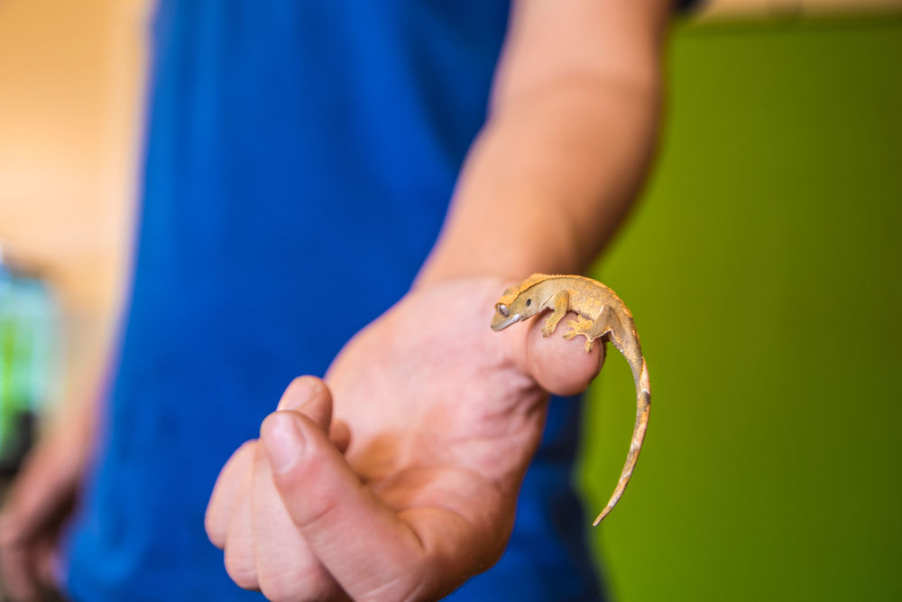 shutterstock_1858839367