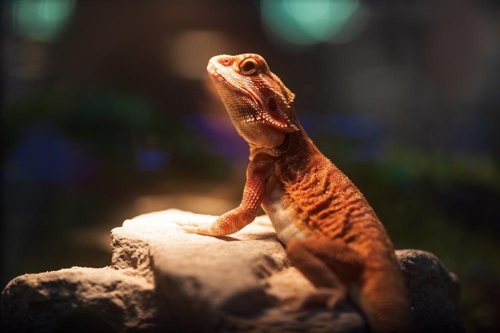 shutterstock_2222890529