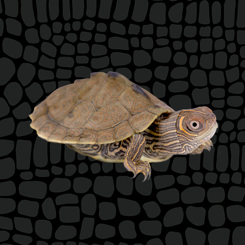 4435185_Zilla_CareSheet_MapTurtle_Thumbnail_6059242