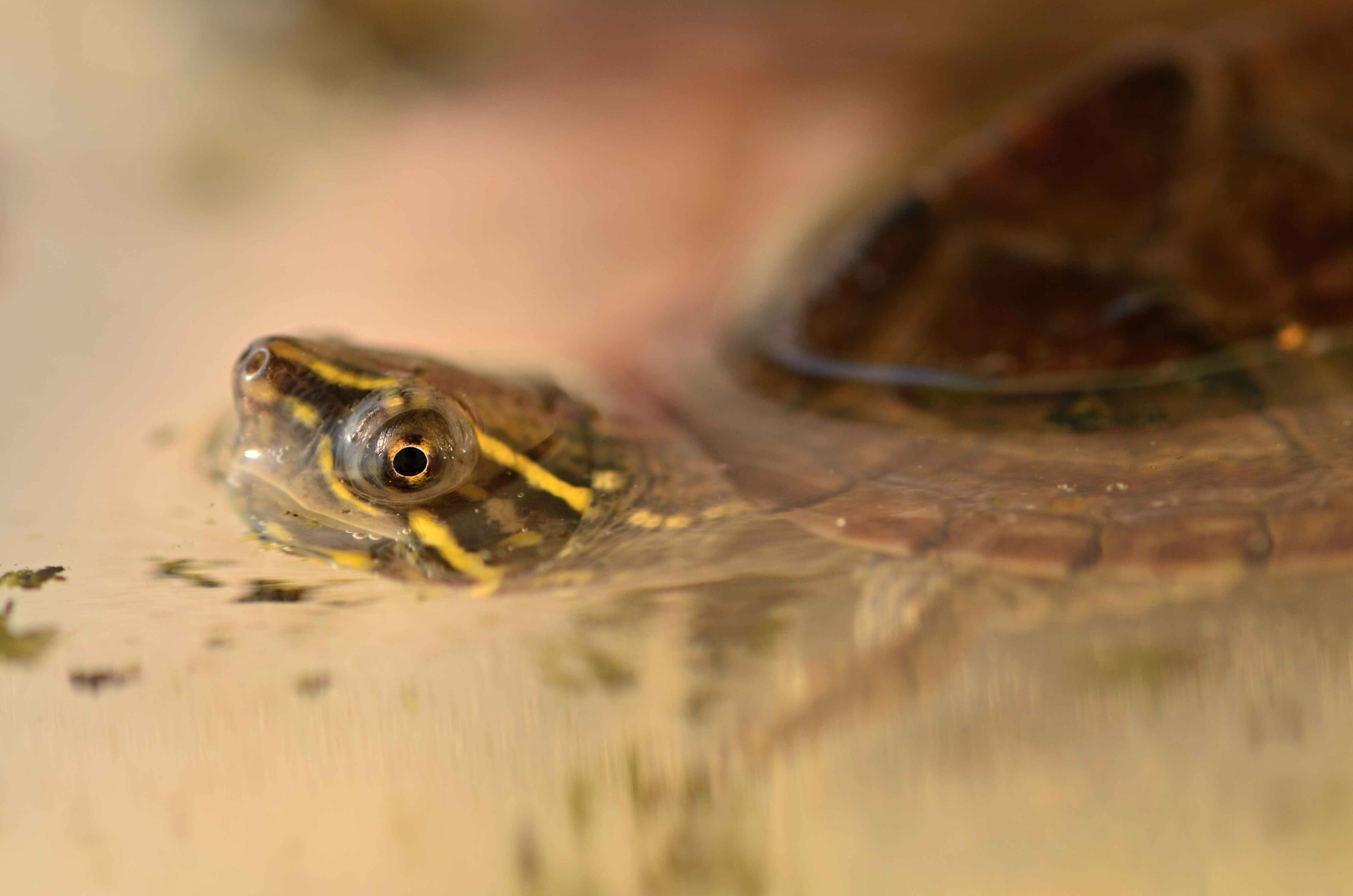 shutterstock_137831435_6059880