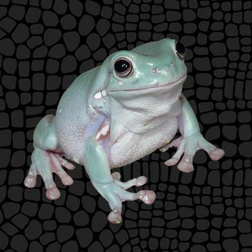 White's Tree Frog