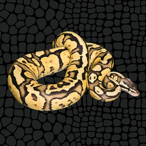 Zilla Ball Python