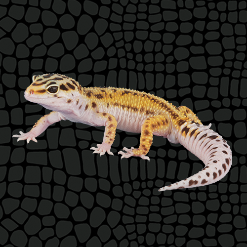 Leopard Gecko