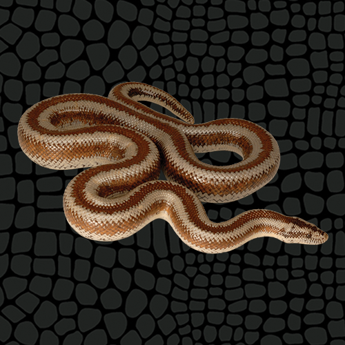 Zilla Rosy Boa