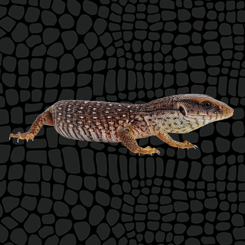 Zilla Caresheets Savannah Monitor 