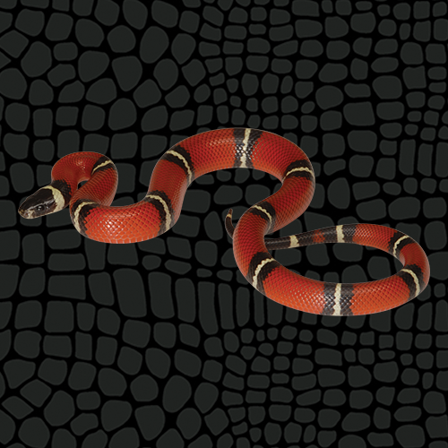 Zilla Milk Snake